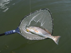 A Nice Winter Redfish